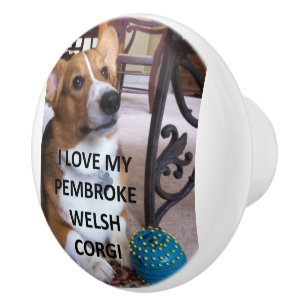 pembroke welsh corgi fawn kärlek w bild knopp