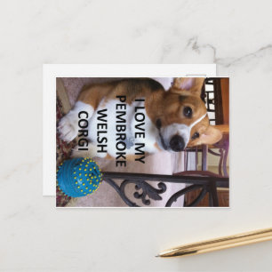 pembroke welsh corgi fawn kärlek w bild vykort