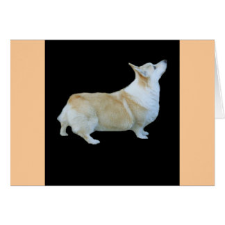 Pembroke Welsh Corgi Hälsningskort