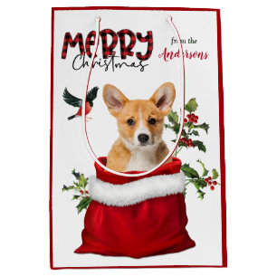 Pembroke Welsh Corgi Hund jul