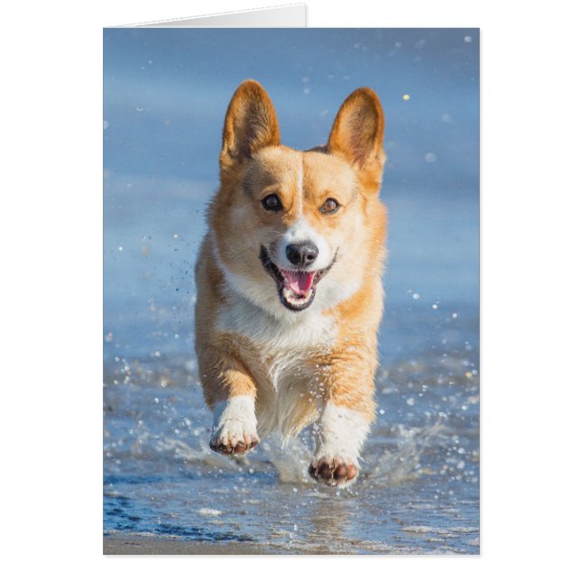 Pembroke Welsh Corgi Hund som går på stranden Hälsningskort (Framsidan)