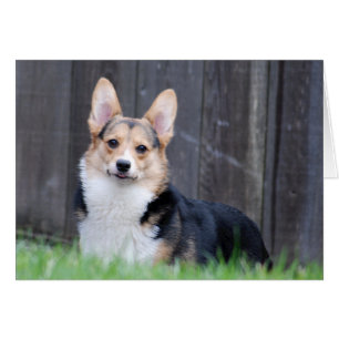 Pembroke Welsh Corgi-kort OBS Kort