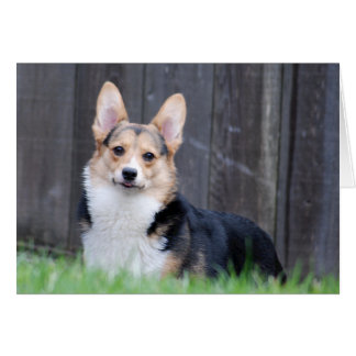 Pembroke Welsh Corgi-kort OBS Kort