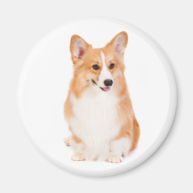 Pembroke Welsh Corgi Magnet #2 (Framsidan)