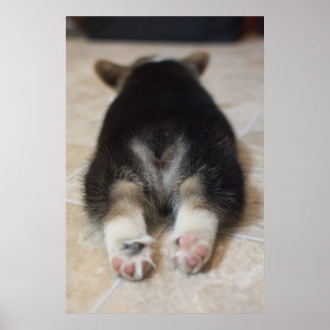 Pembroke Welsh Corgi Puppy 2 Poster (Framsidan)