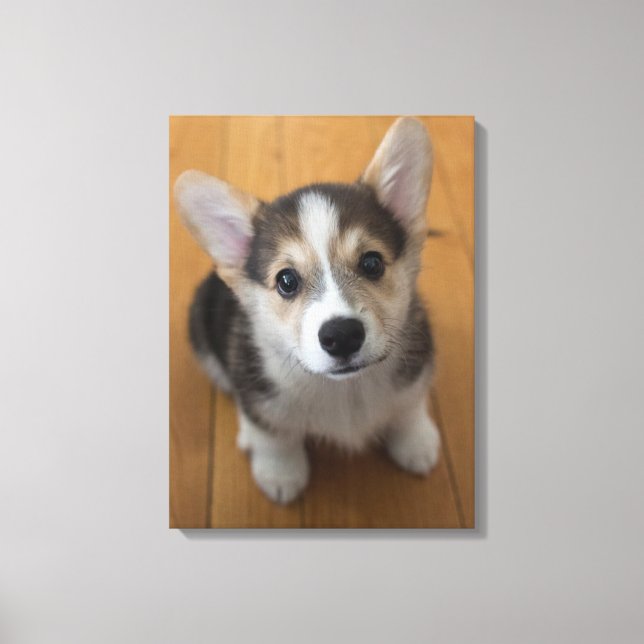 Pembroke Welsh Corgi Puppy 3 Canvastryck (Framsida)