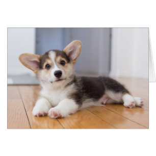 Pembroke Welsh Corgi Puppy Hälsningskort