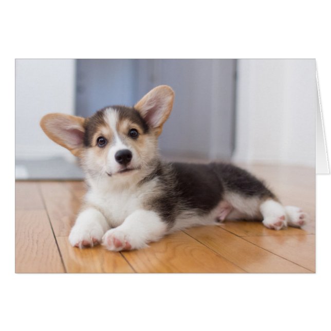Pembroke Welsh Corgi Puppy Hälsningskort (Framsidan Horizontal)