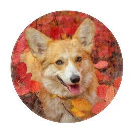 Pembroke Welsh Corgi Puppy Hund i Red Lövs