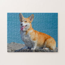 Pembroke Welsh Corgi Puppy Hund