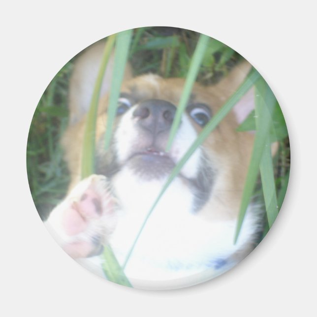 Pembroke Welsh Corgi Puppy Magnet (Framsidan)