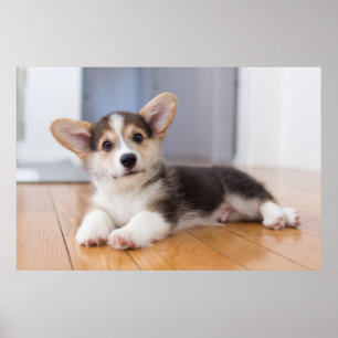 Pembroke Welsh Corgi Puppy Poster