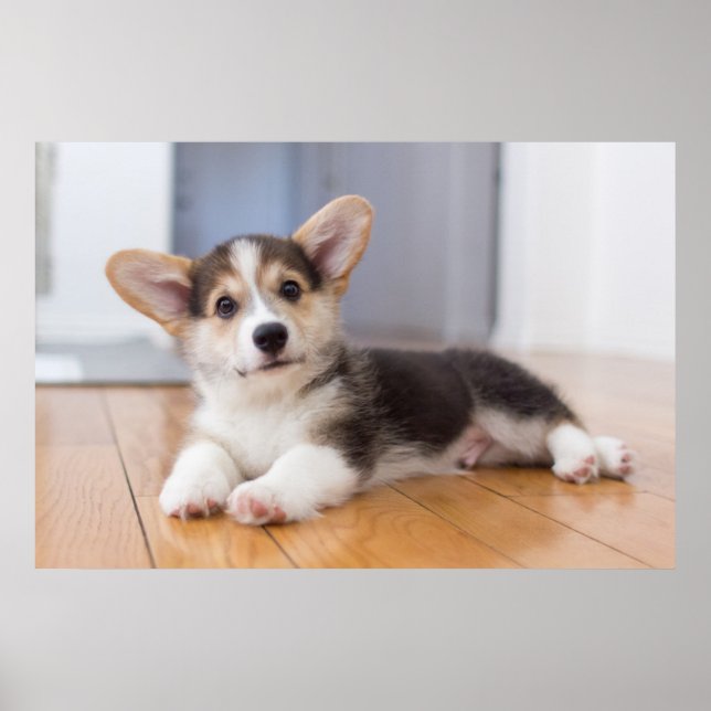 Pembroke Welsh Corgi Puppy Poster (Framsidan)