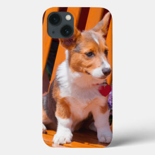 Pembroke Welsh Corgi puppy sitta i parkbänk