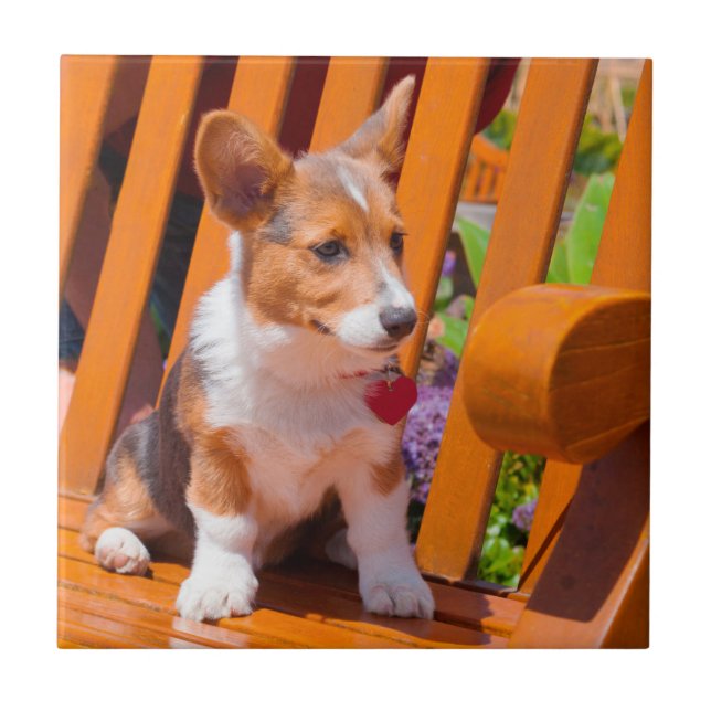 Pembroke Welsh Corgi puppy sitta i parkbänk Kakelplatta (Framsidan)