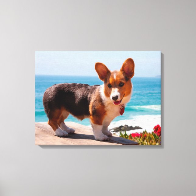 Pembroke Welsh Corgi puppy stod på bord Canvastryck (Framsida)