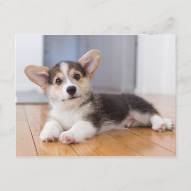 Pembroke Welsh Corgi Puppy Vykort (Framsida)