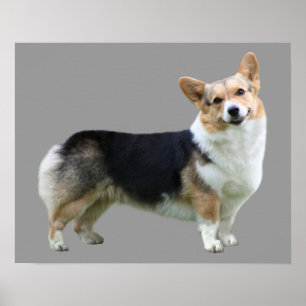 Pembroke Welsh Corgi Skriv ut Poster