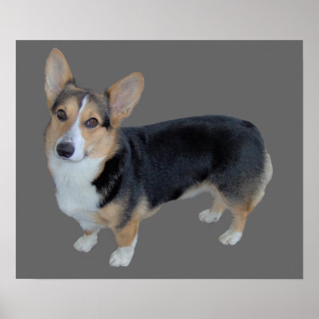 Pembroke Welsh Corgi Soulful Print Poster (Framsidan)