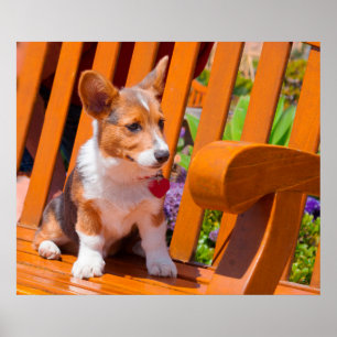 Pembroke Welsh Corgi-valp sitter på parkbänk Poster