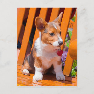 Pembroke Welsh Corgi-valp sitter på parkbänk Vykort