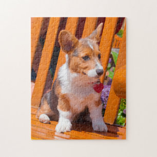 Pembroke Welsh Corgi-valp som sitter på parkbänk Pussel