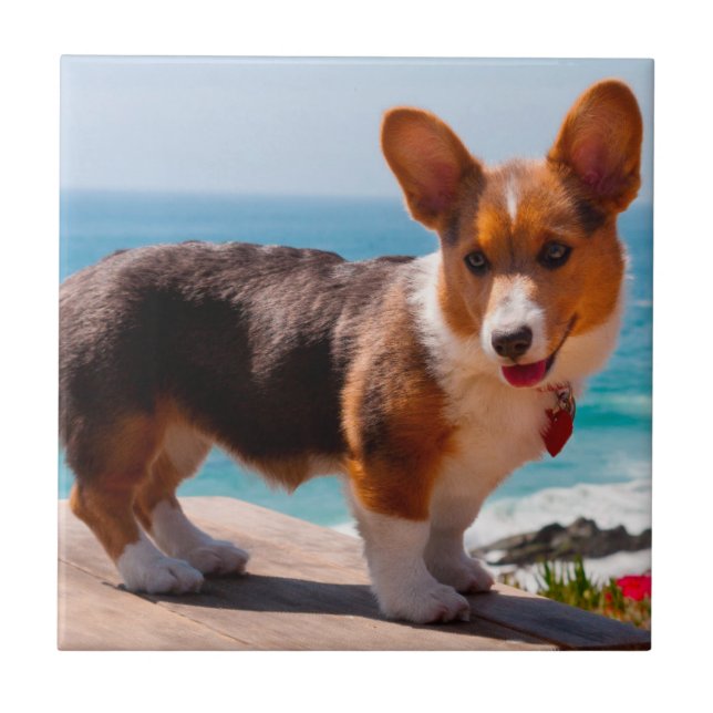 Pembroke Welsh Corgi-valp som står på bordet Kakelplatta (Framsidan)