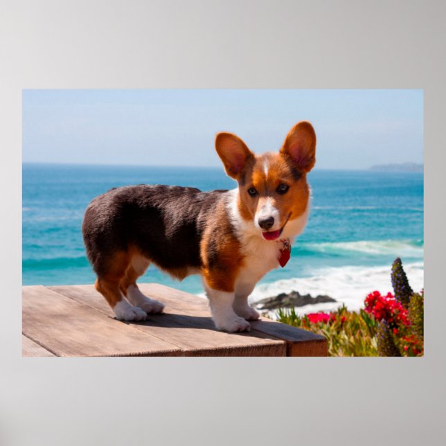 Pembroke Welsh Corgi-valp som står på bordet Poster (Framsidan)