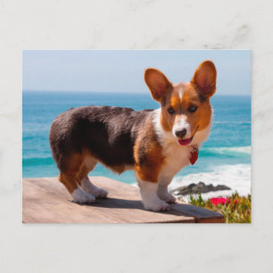 Pembroke Welsh Corgi-valp som står på bordet Vykort