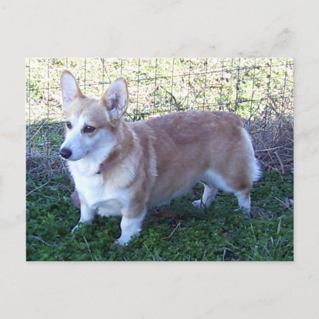 Pembroke Welsh Corgi Vykort (Framsida)