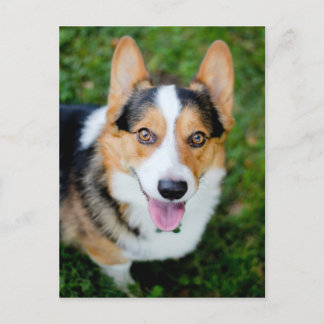 Pembroke Welsh Corgi Vykort
