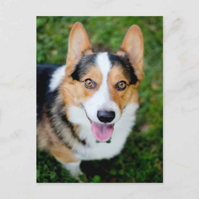 Pembroke Welsh Corgi Vykort (Framsida)