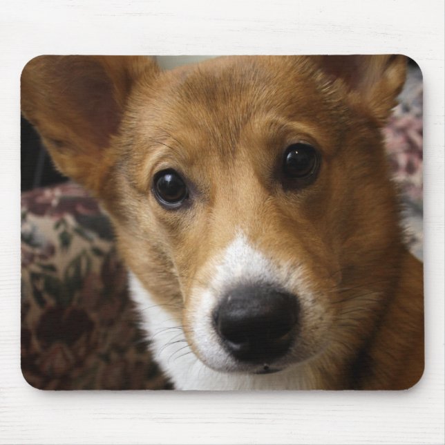 PembrokeCorgimusen vadderar Musmatta (Framsidan)