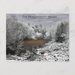 Pemigewasset Valley vykort: Älg på snöig Oxbow Vykort