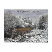 Pemigewasset Valley vykort: Älg på snöig Oxbow