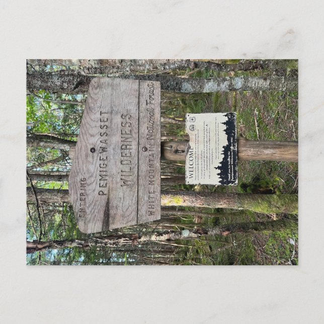 Pemigewasset Wilderness Postcard Vykort (Framsida)