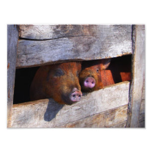Pen Pair Peeking Piggies Fototryck