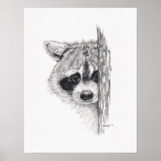 Pencil Teckning "Peeking Raccoon" Poster