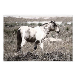 Pencile stil Horse Fototryck