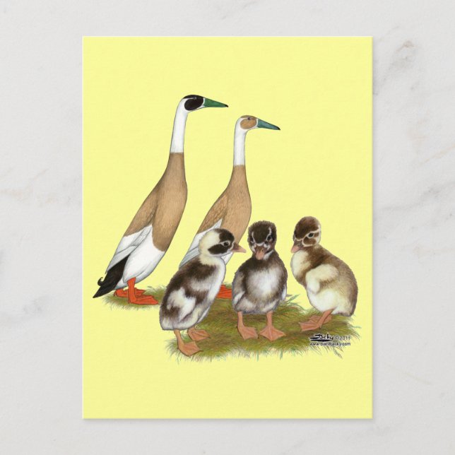 Penciled Springer Anka Family Vykort (Framsida)