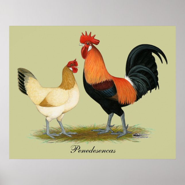 Penedesenca Chickens Poster (Framsidan)