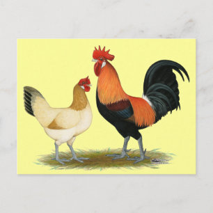 Penedesenca Chickens Vykort