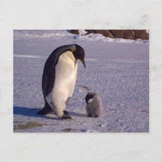 Penfinga med ett baby-svin i Antarctica, foto. Vykort