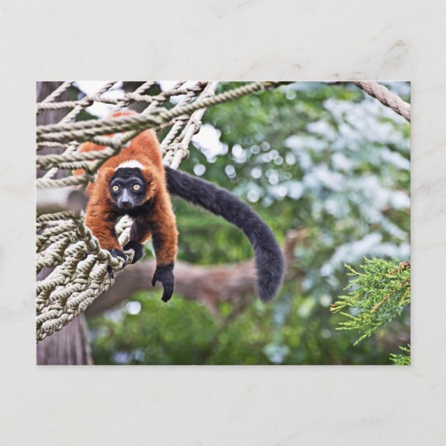 Pengar på Träd Vykort (Framsida)