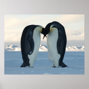 Penguin Arktiska födelsedag Shower Party Kärlek De Poster