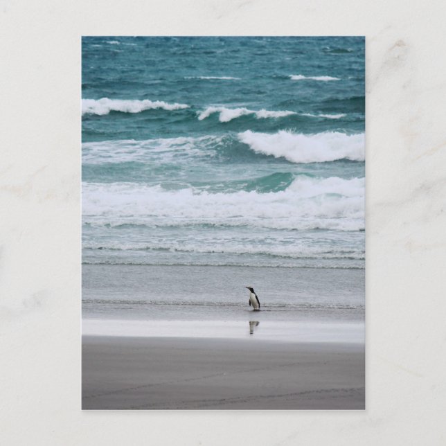 Penguin återvänder från havet vykort (Framsida)