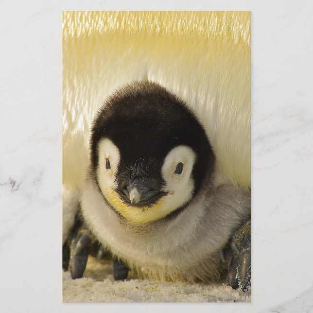Penguin baby (Framsida)