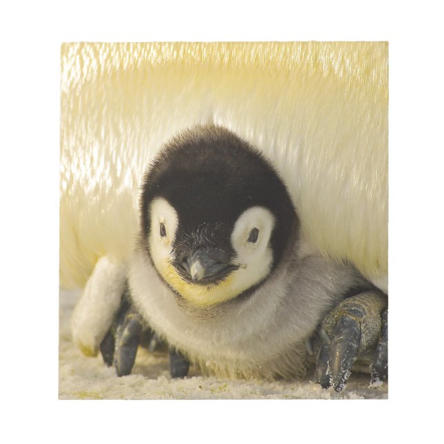 Penguin baby anteckningsblock (Framsida)