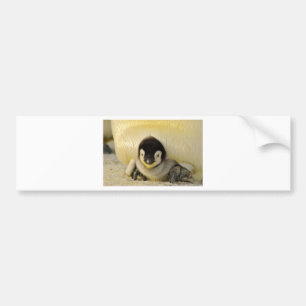 Penguin baby bildekal