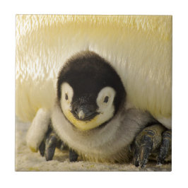 Penguin baby kakelplatta